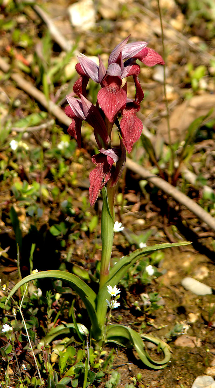 Serapias neglecta